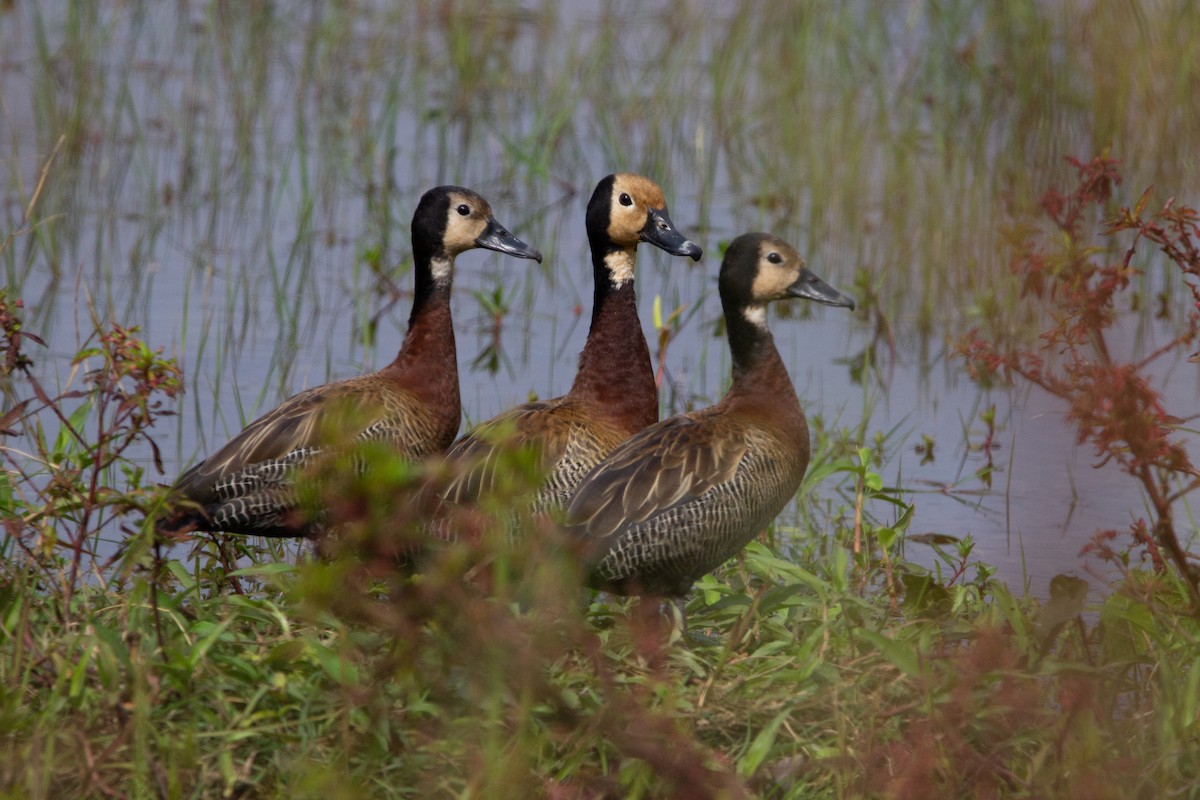 White-faced Whistling-Duck - ML460258901