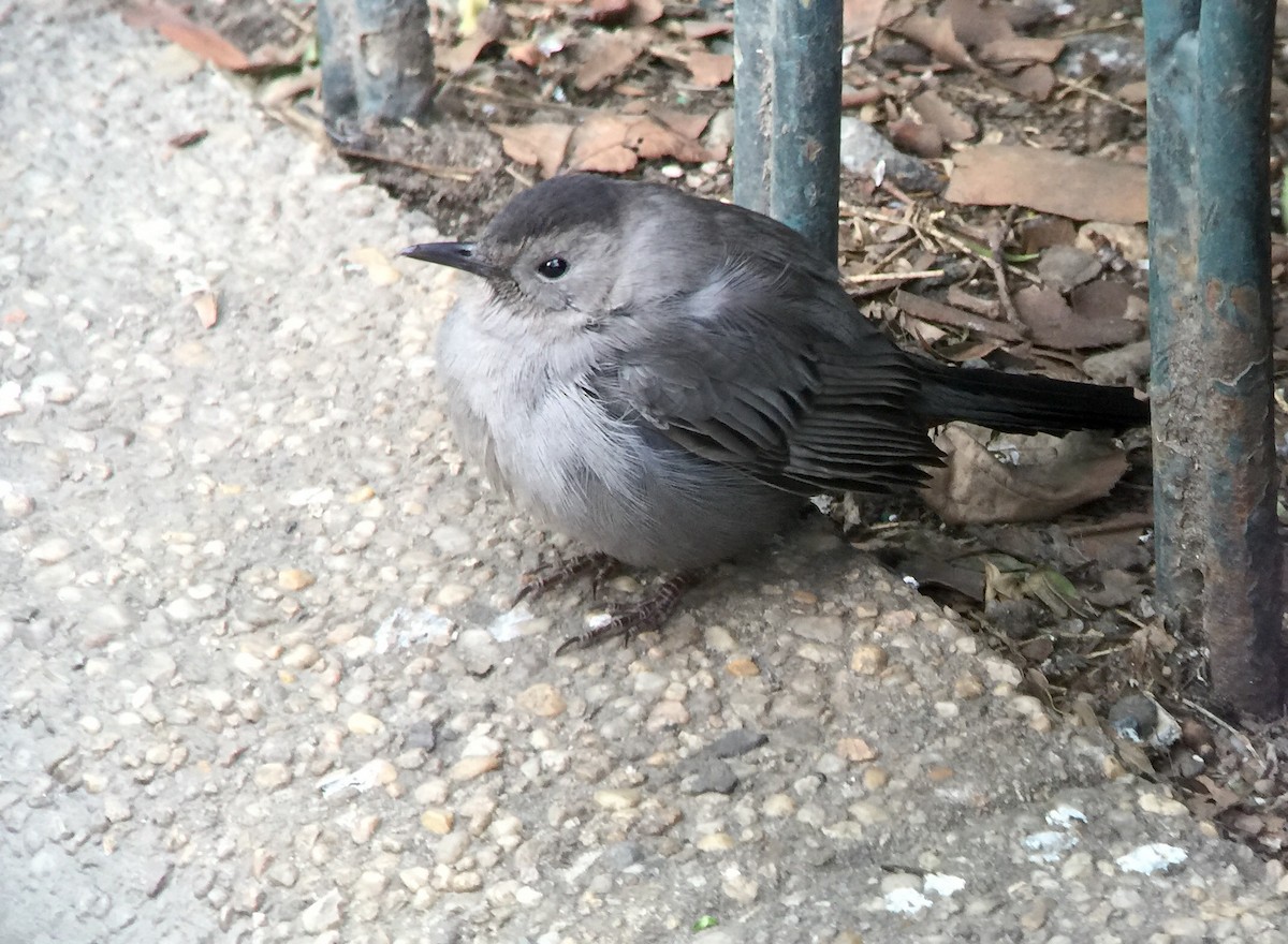 Pájaro Gato Gris - ML46026101