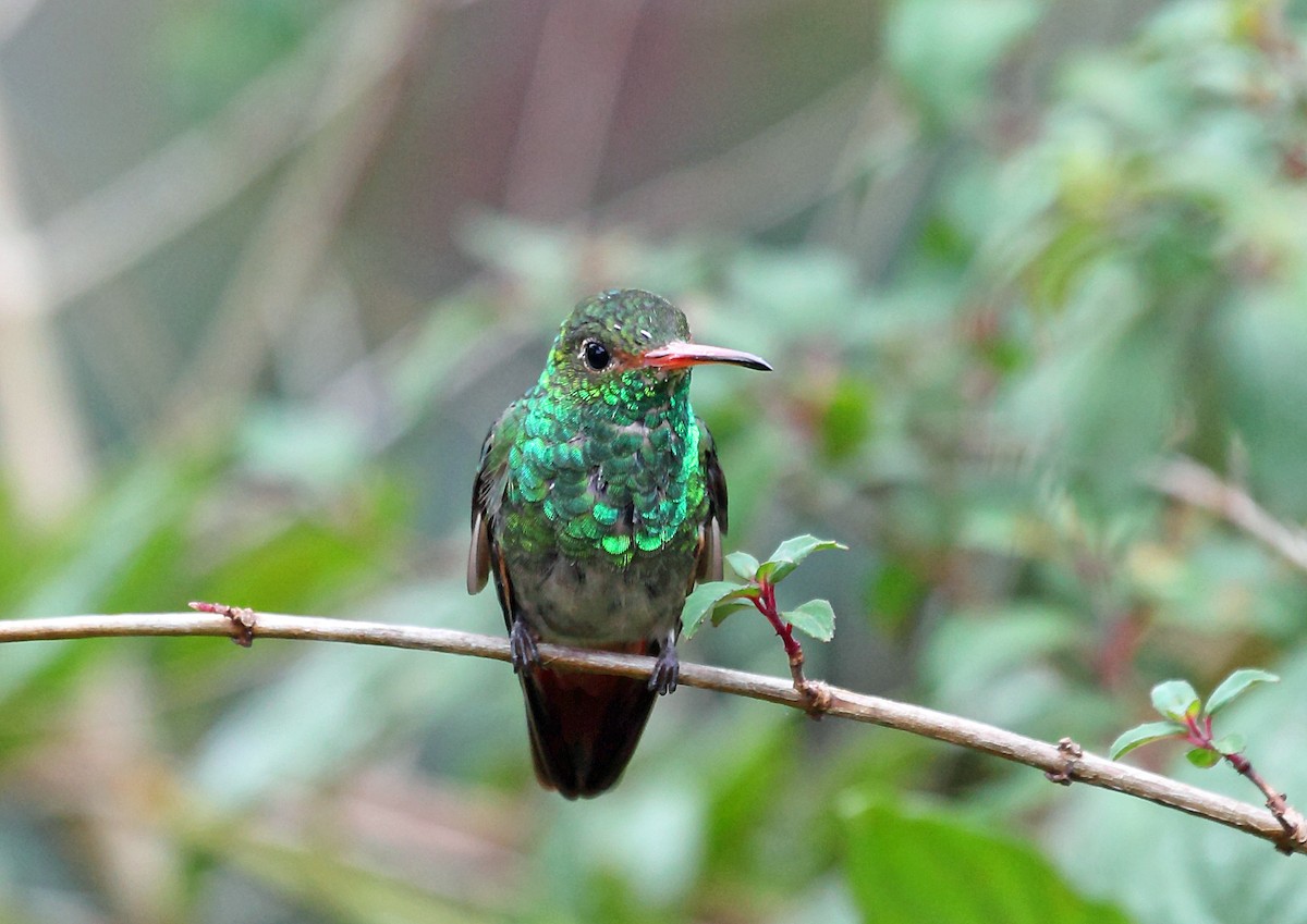 Rufous-tailed Hummingbird (Rufous-tailed) - Nigel Voaden