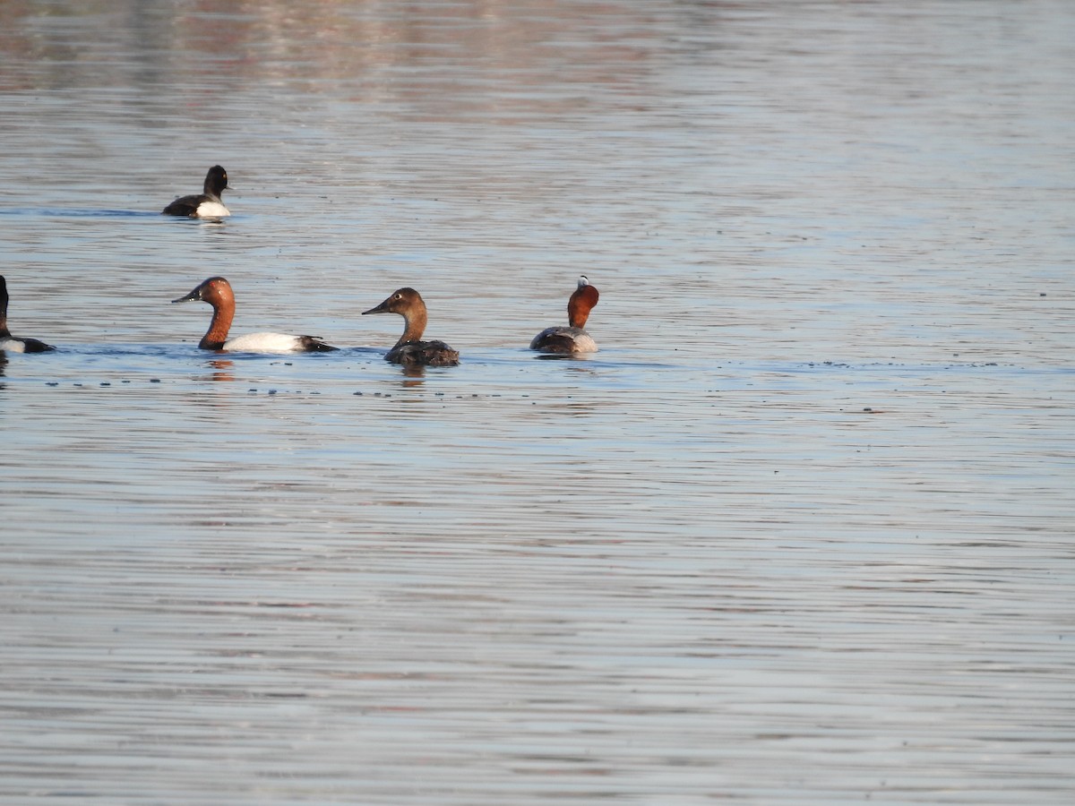 Canvasback - ML460261991