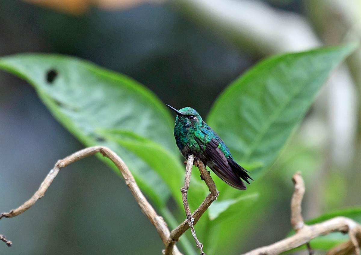 Western Emerald - ML46026241