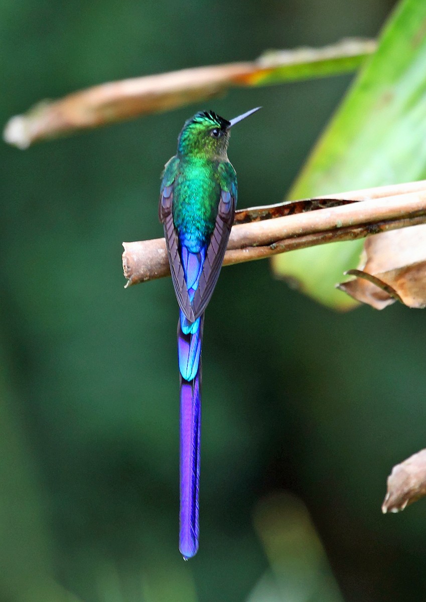 Violet-tailed Sylph - Nigel Voaden