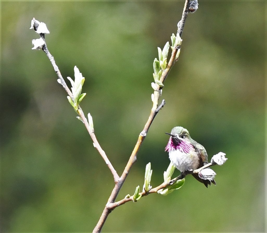 Calliope Hummingbird - ML460263281