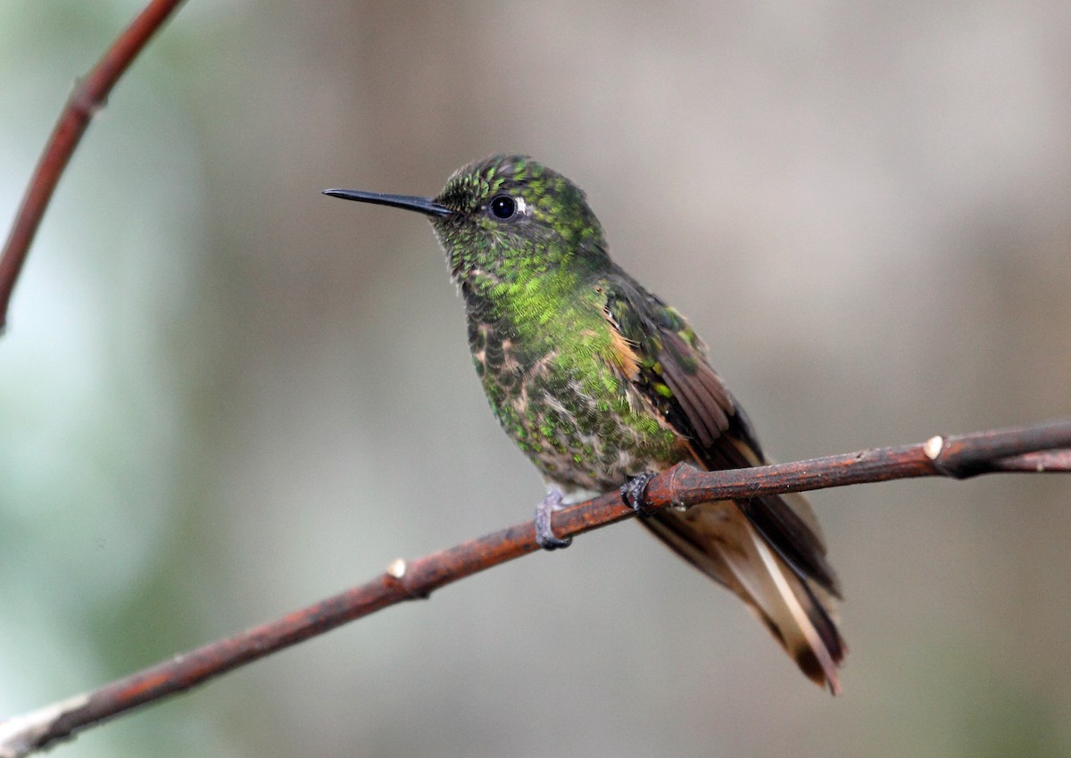 Buff-tailed Coronet - ML46026331