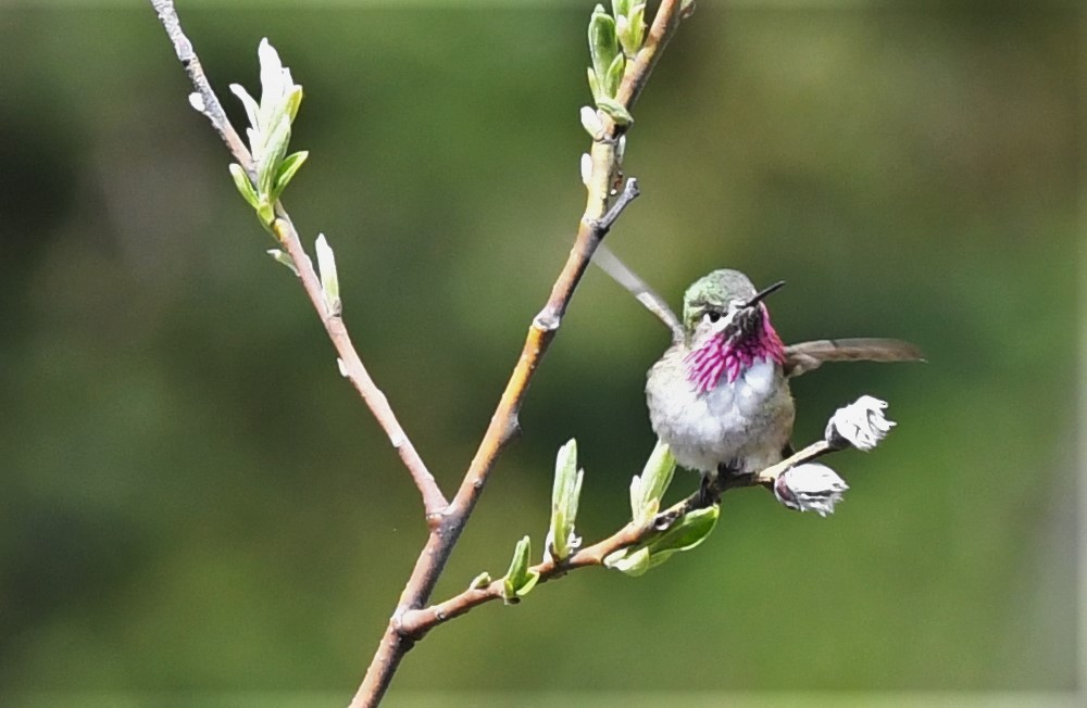Calliope Hummingbird - ML460263331