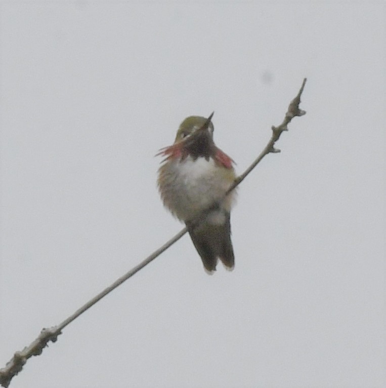 Calliope Hummingbird - ML460263511