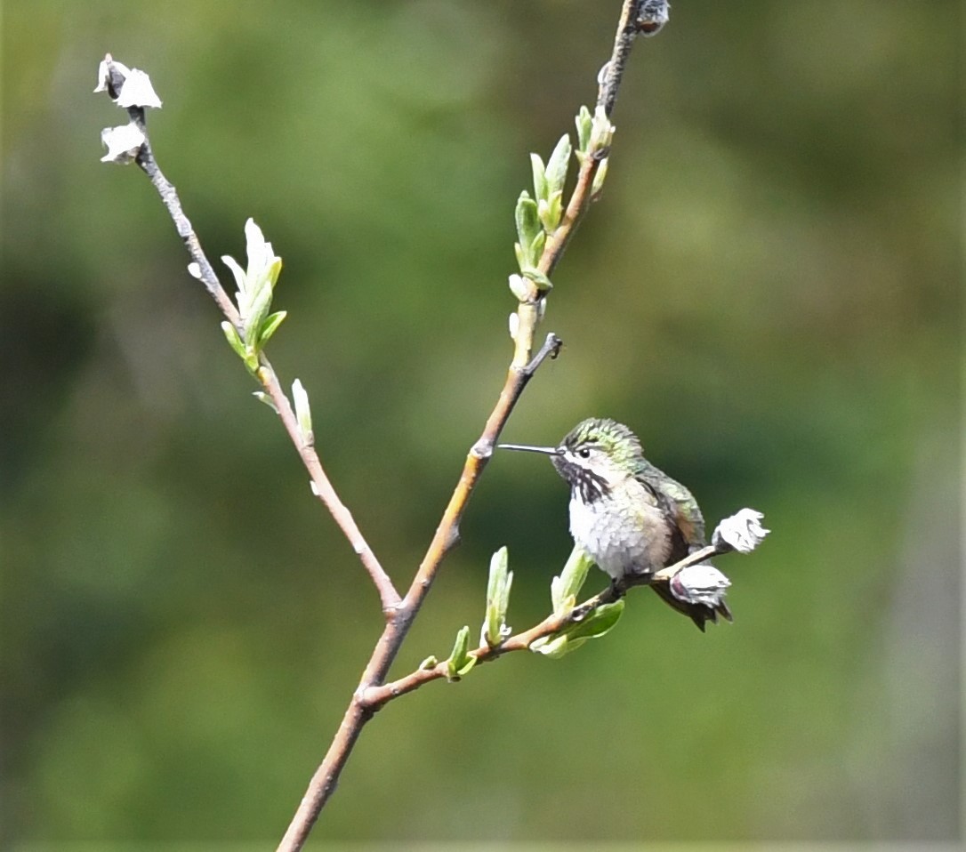 Calliope Hummingbird - ML460263631