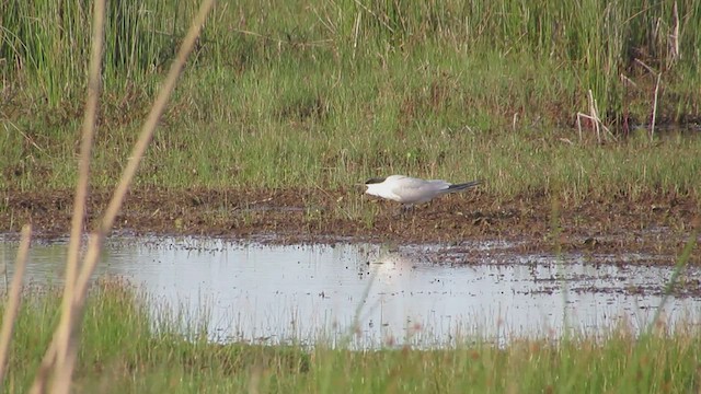 ハシブトアジサシ - ML460263821