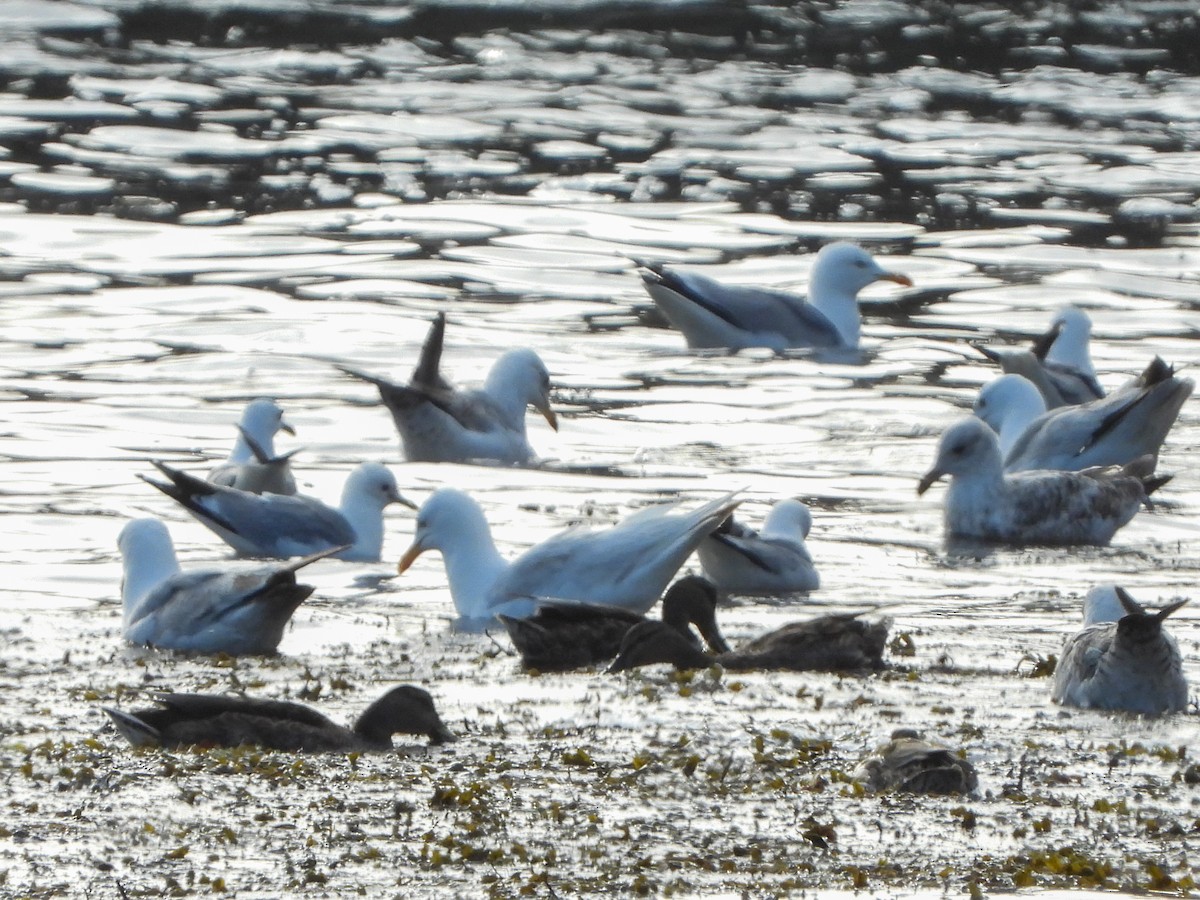 Herring Gull - ML460264761