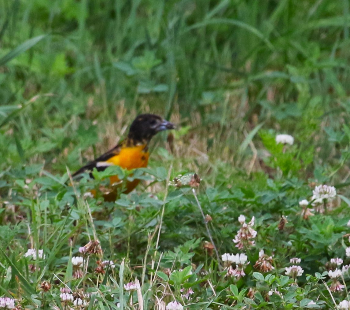 Baltimore Oriole - ML460264841