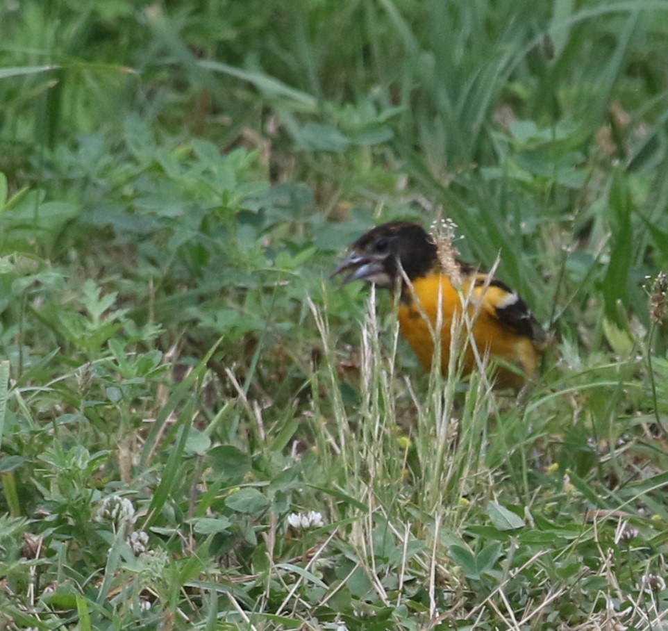 Baltimore Oriole - ML460264871