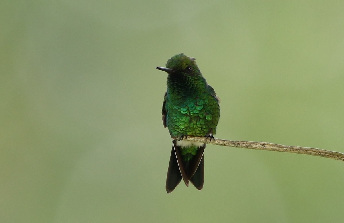 Garden Emerald - ML46026931