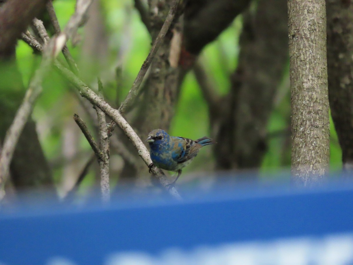 Indigo Bunting - ML460269381