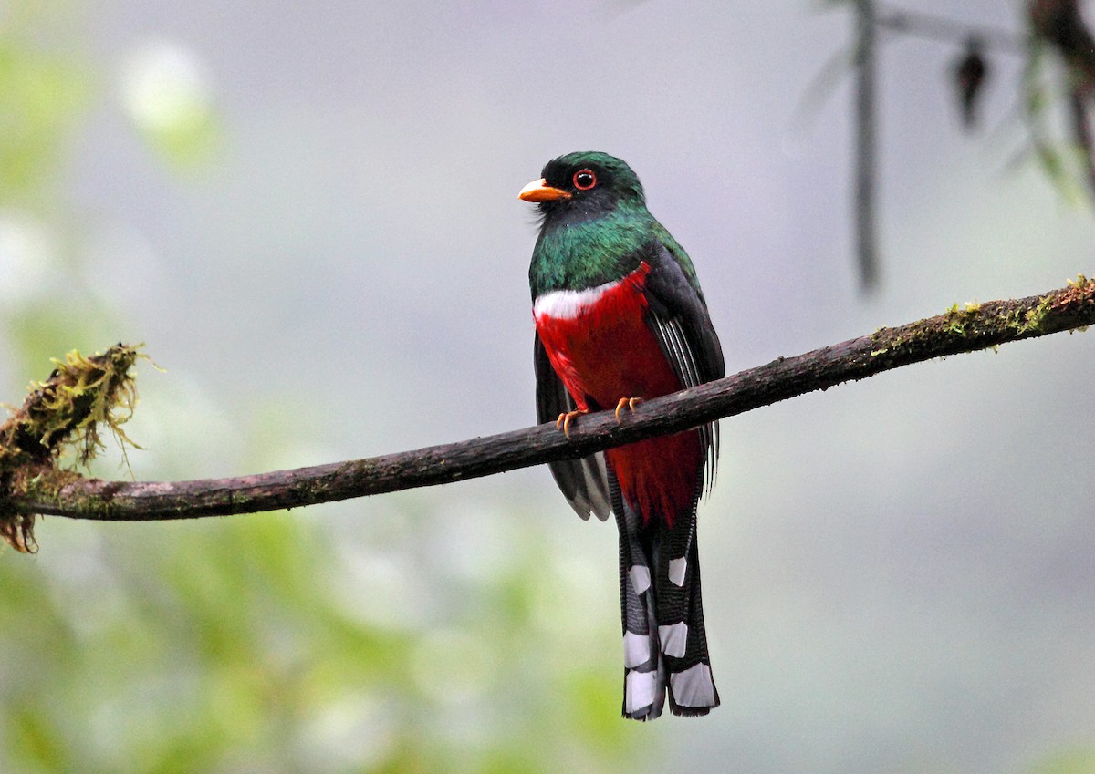 Masked Trogon - Nigel Voaden
