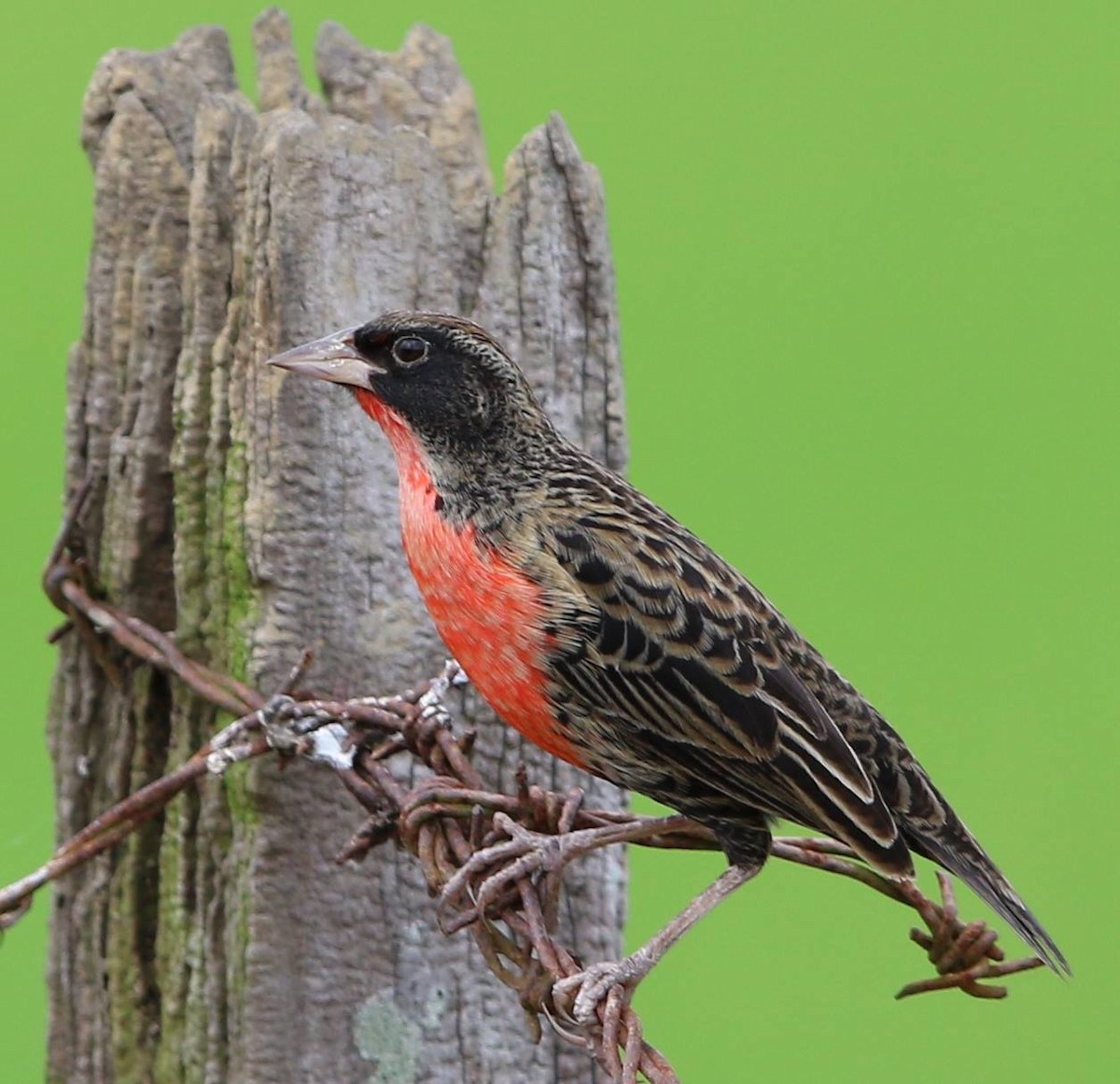 Red-breasted Meadowlark - ML46027221