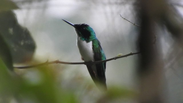 Colibri féérique - ML460272521