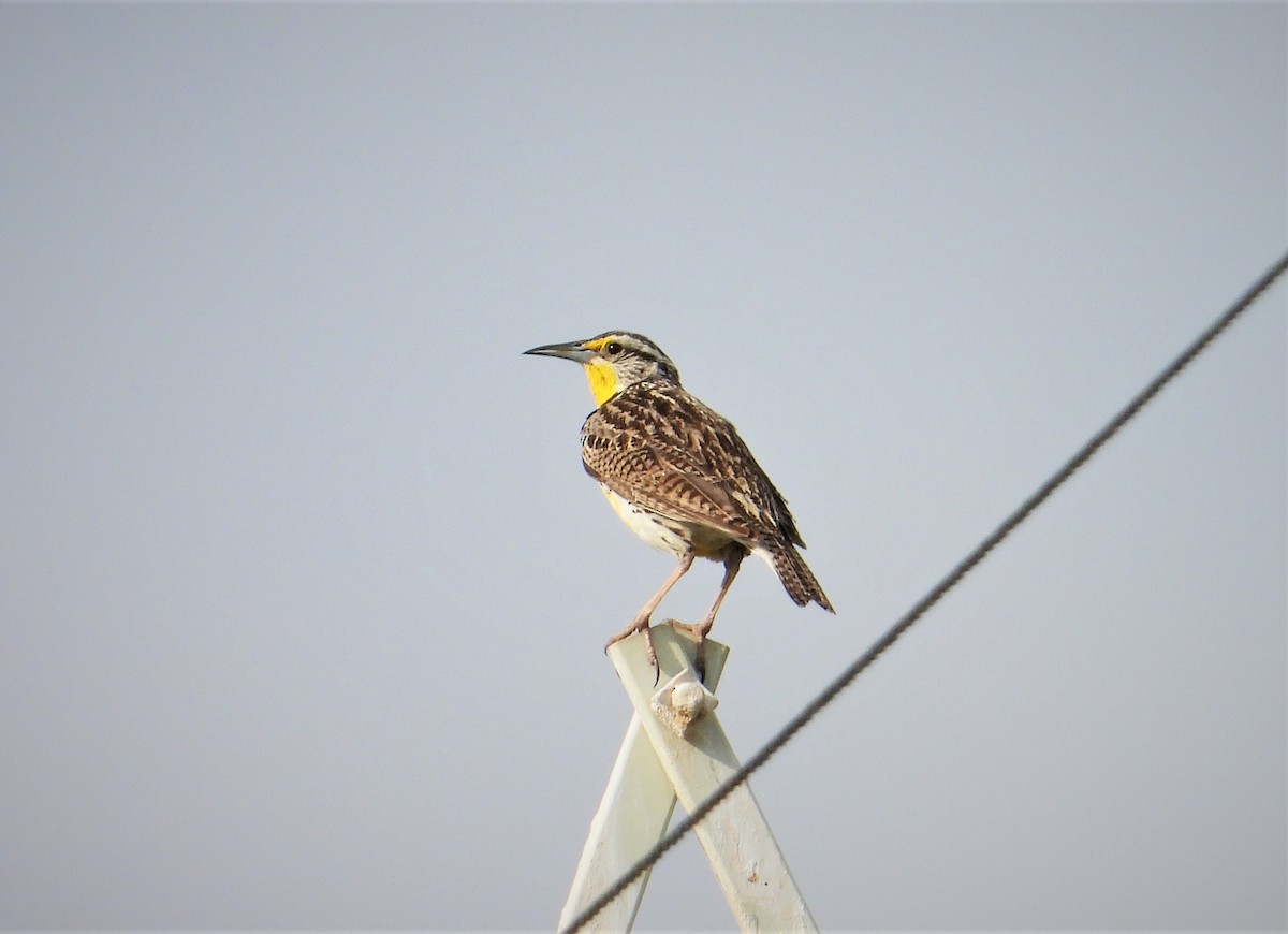 Western Meadowlark - ML460272621