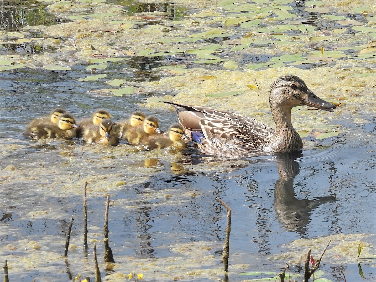 Mallard - Susan Gowen