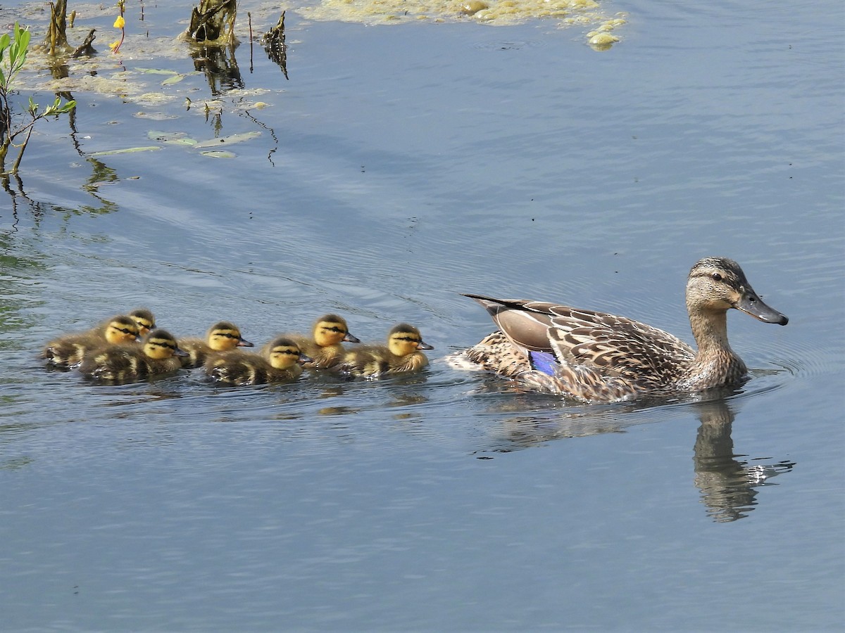 Mallard - Susan Gowen