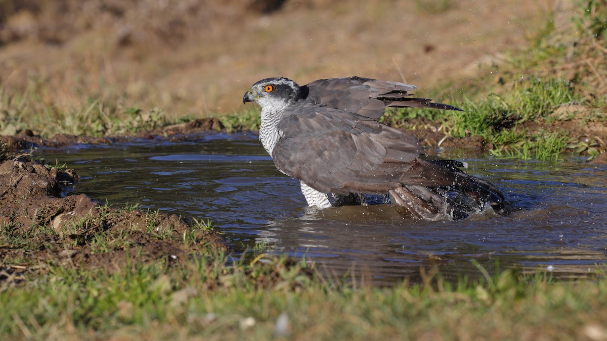 Eurasian Goshawk - ML460273481