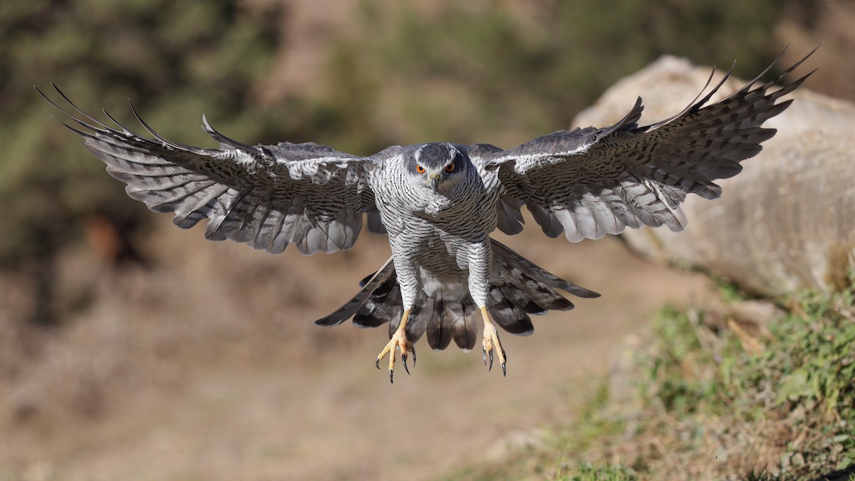 Eurasian Goshawk - Levent Göksoy