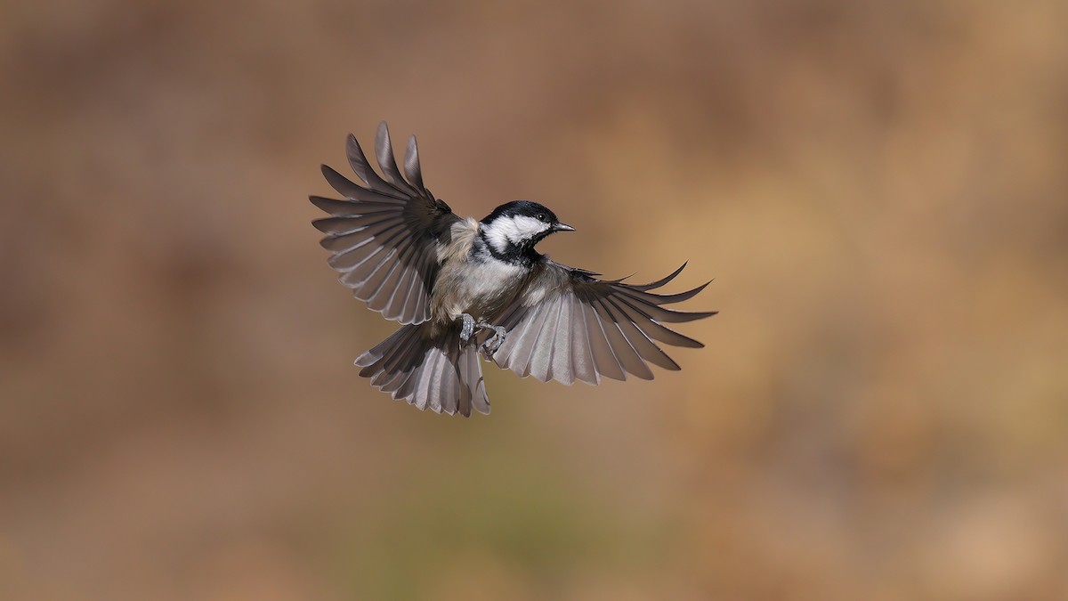 Coal Tit - ML460273541