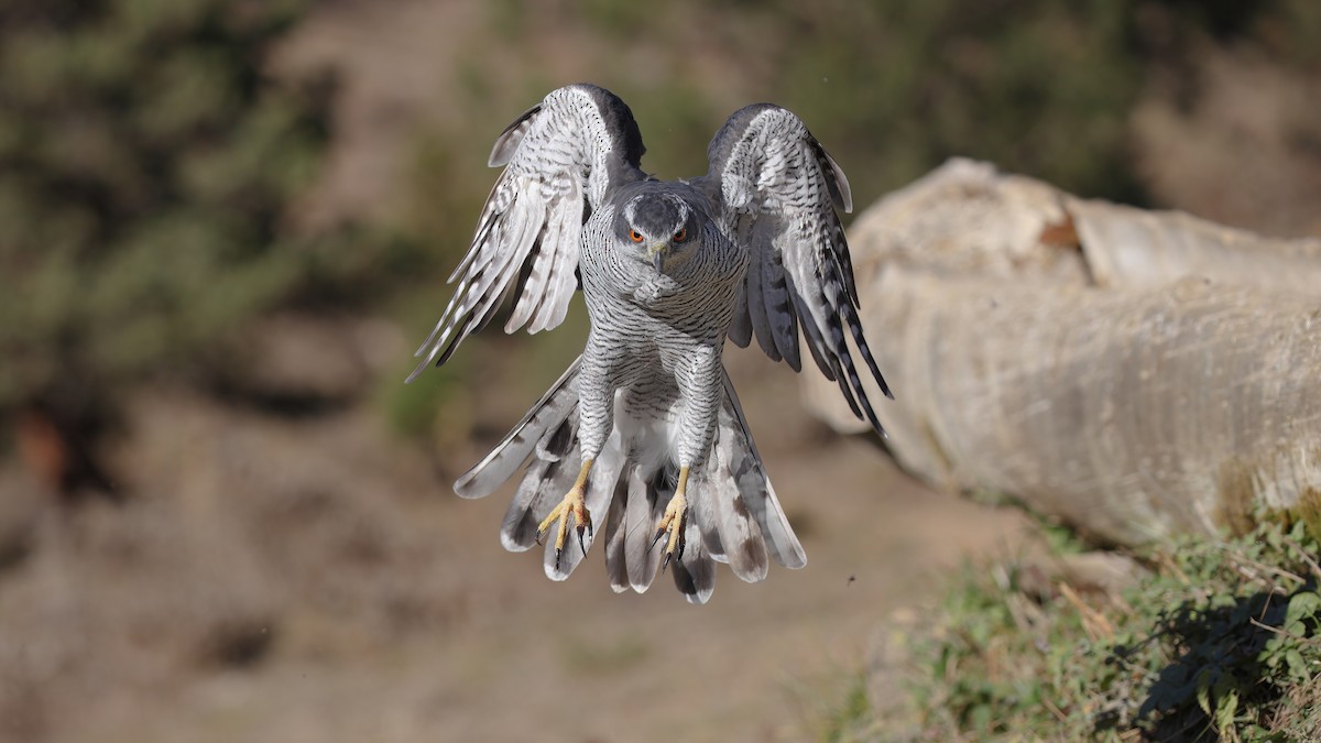 Eurasian Goshawk - ML460273591