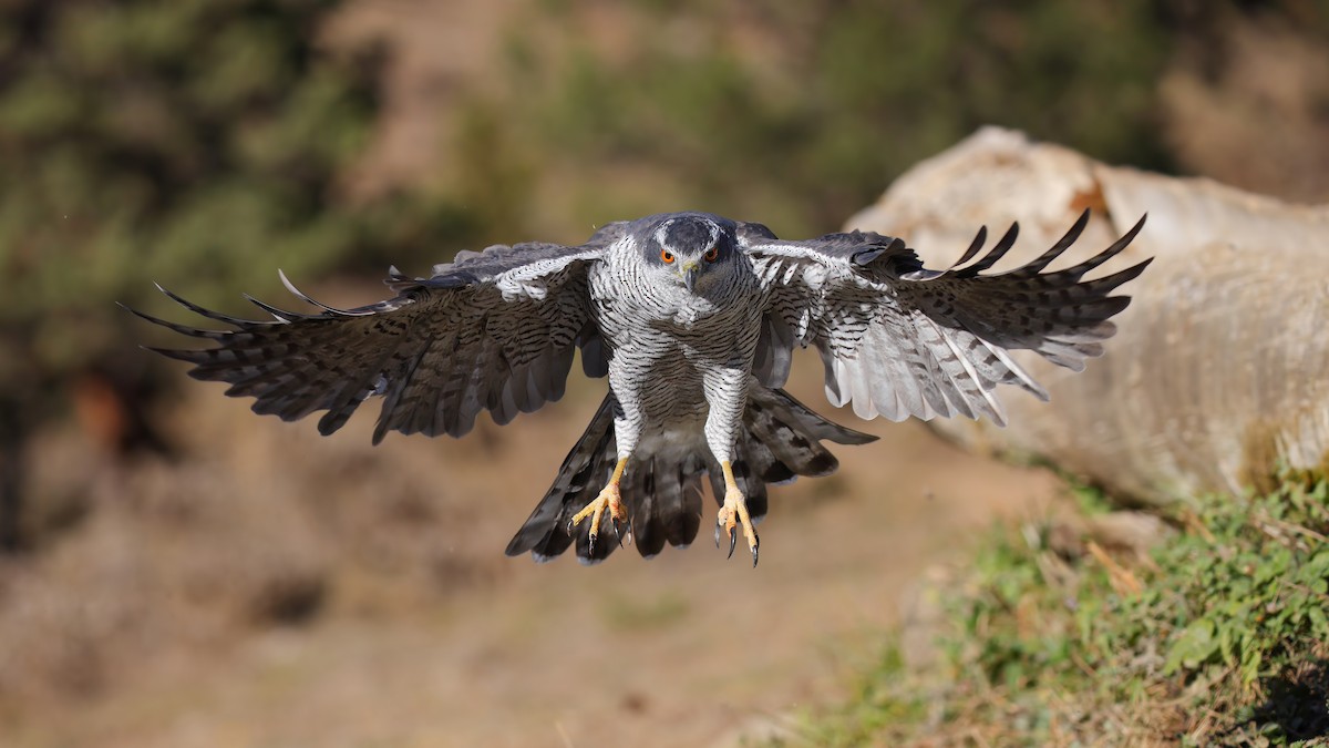 Eurasian Goshawk - ML460273601