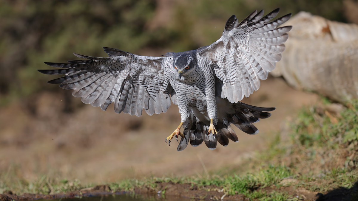 Eurasian Goshawk - ML460273611