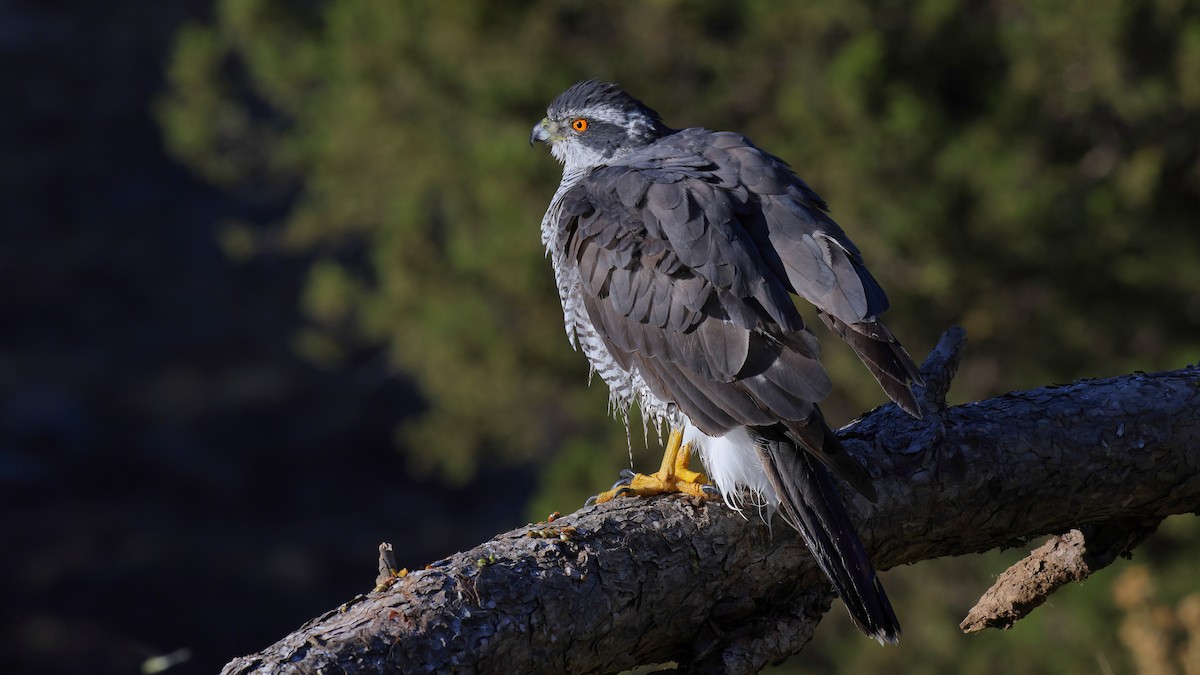 Eurasian Goshawk - ML460273681
