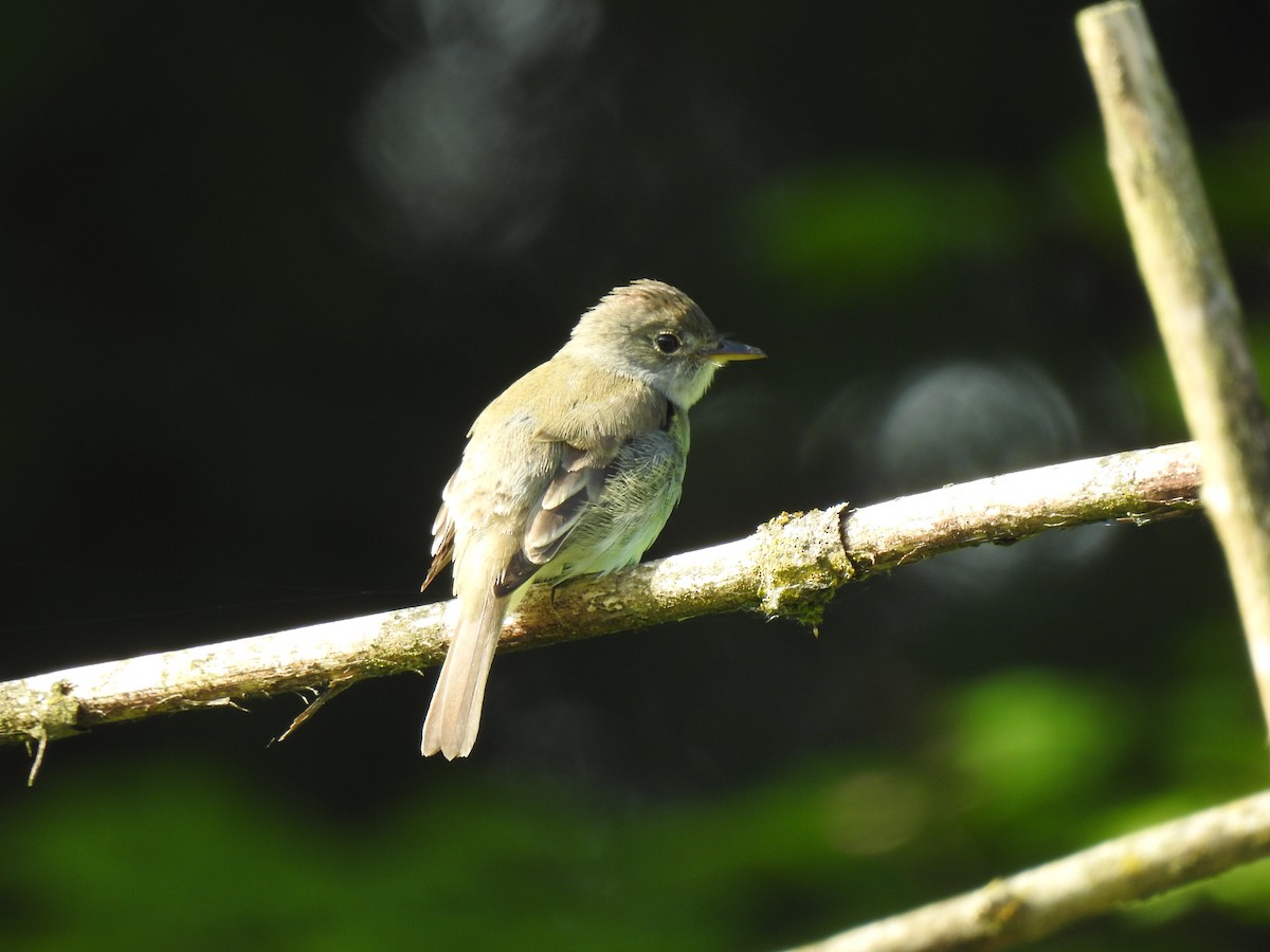 Willow Flycatcher - ML460273691