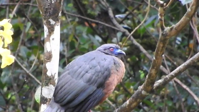 Sickle-winged Guan - ML460273701