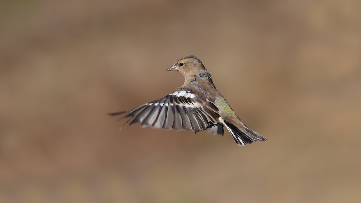 Common Chaffinch - Levent Göksoy