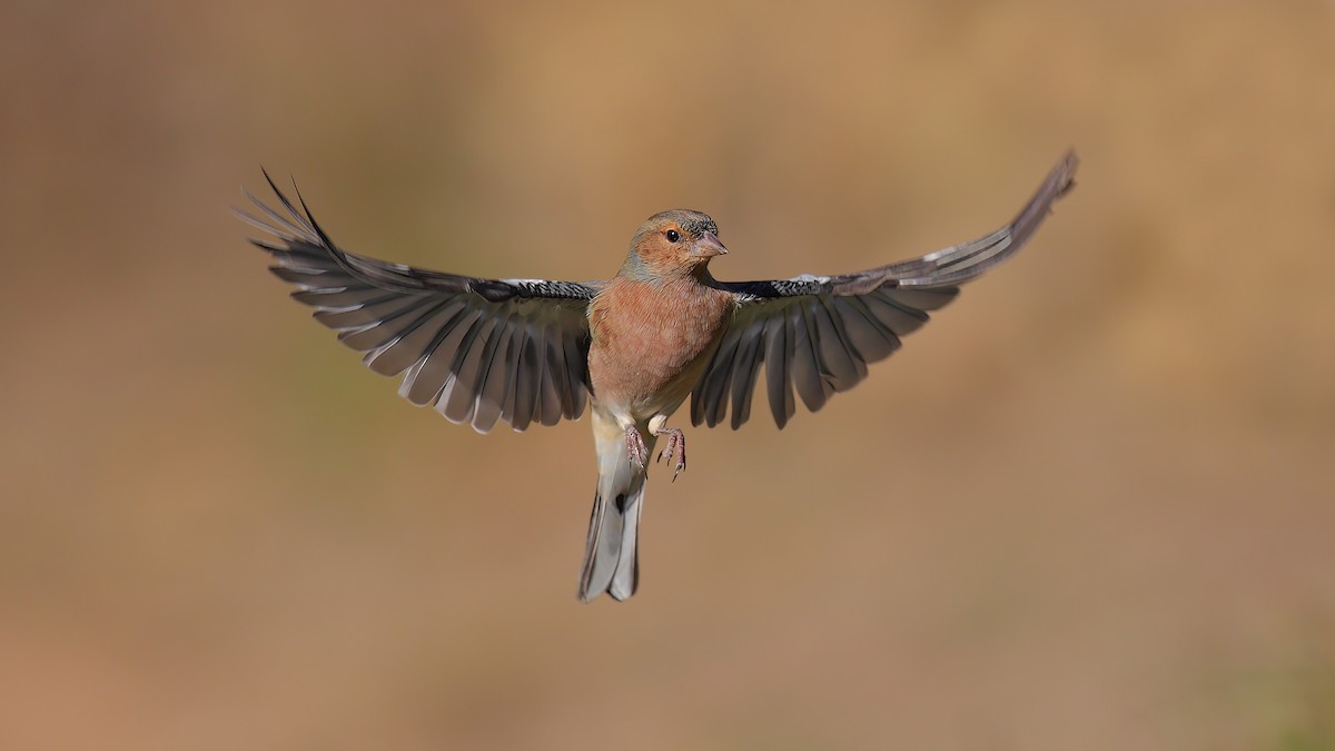 pěnkava obecná - ML460273731