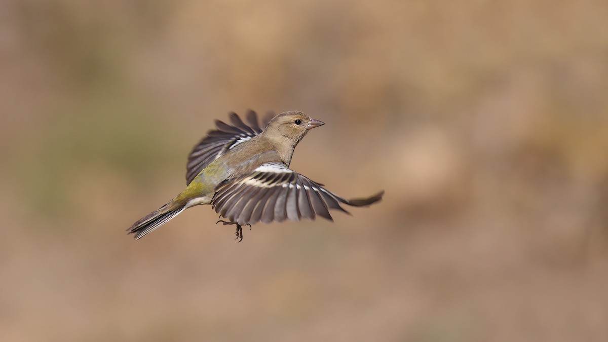 Common Chaffinch - ML460273771