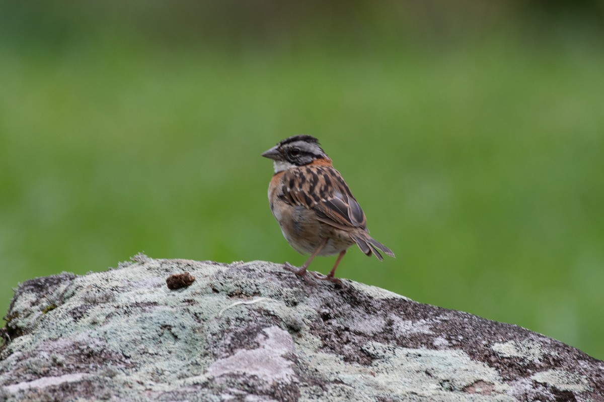 Rufous-collared Sparrow - ML460276391