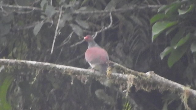 Pigeon ramiret - ML460276851