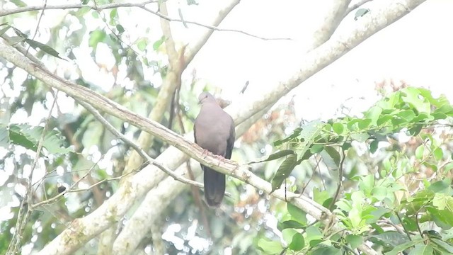 Pigeon vineux - ML460277891