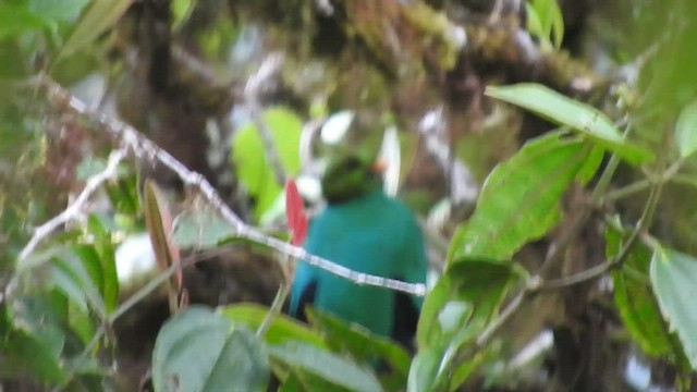 Golden-headed Quetzal - ML460280131