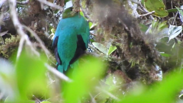 Golden-headed Quetzal - ML460280201