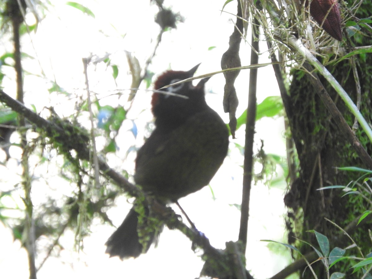 White-rimmed Brushfinch - ML460280351