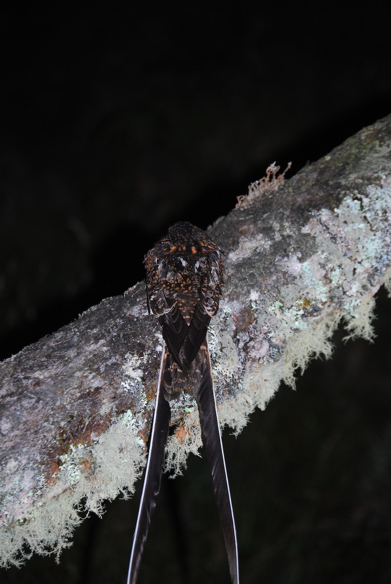 Swallow-tailed Nightjar - ML460280521