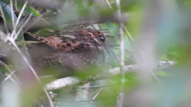 Swallow-tailed Nightjar - ML460280541