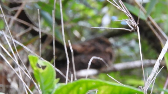 Chotacabras Golondrina - ML460280591