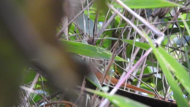 Swallow-tailed Nightjar - ML460280671