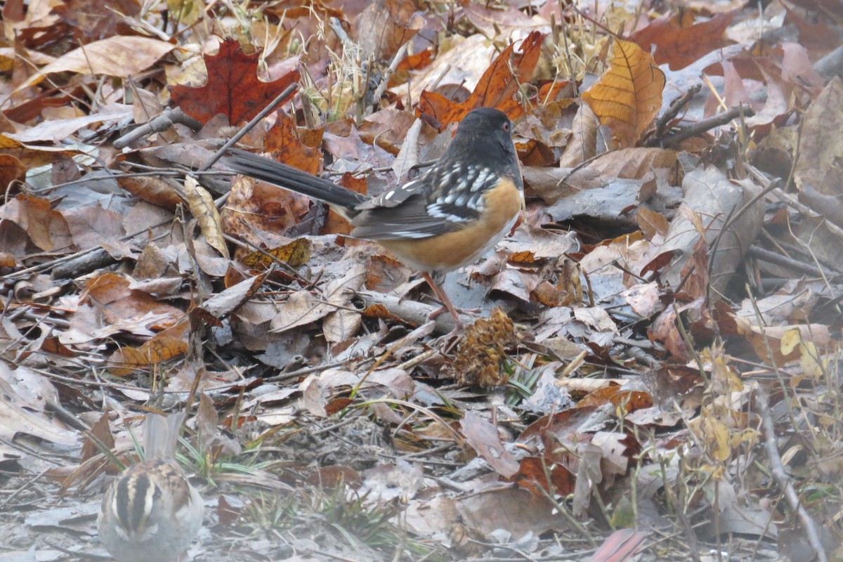 Spotted Towhee - ML46028121