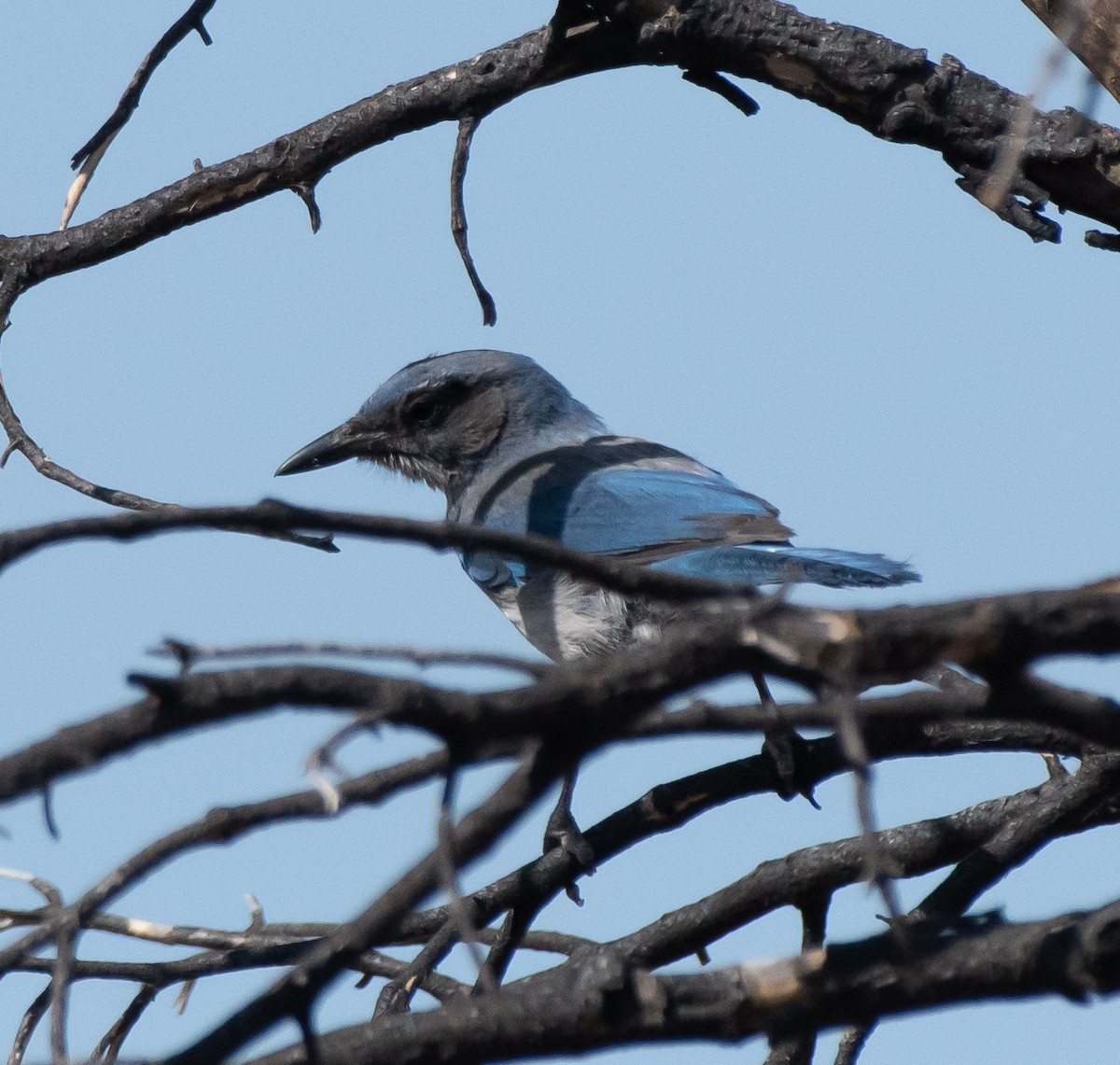 Woodhouse's Scrub-Jay (Woodhouse's) - Gordon Karre