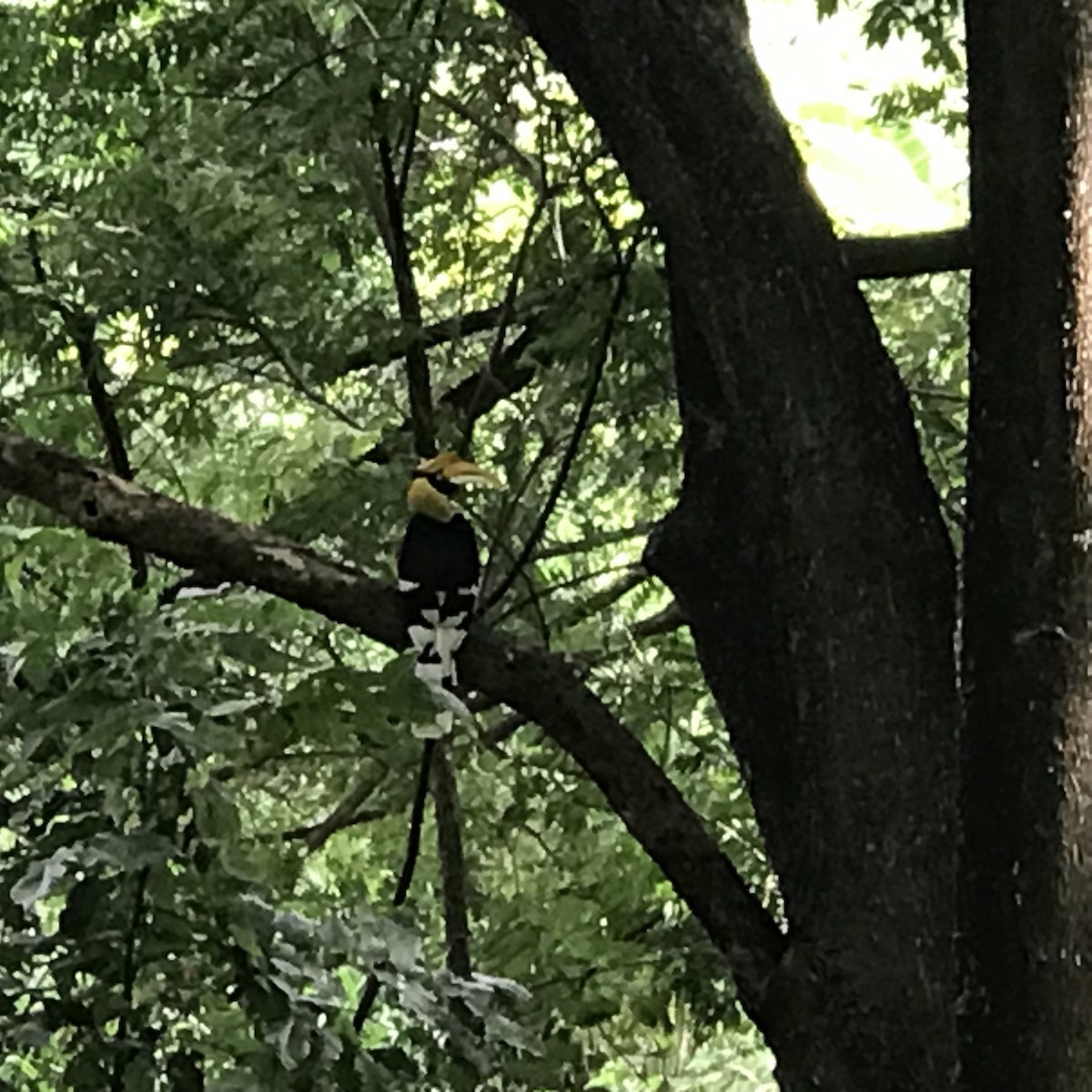 Great Hornbill - Ramil Kohkaew