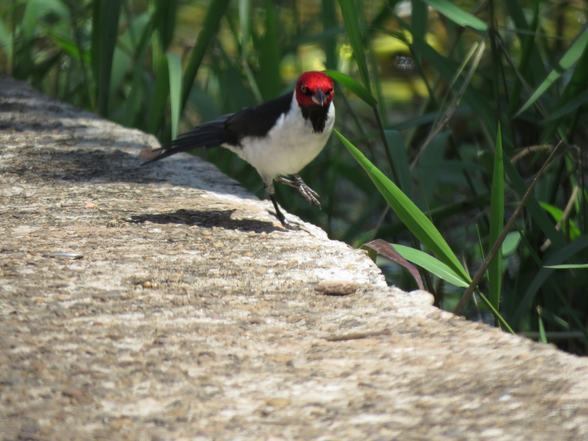 Red-capped Cardinal - ML460281881