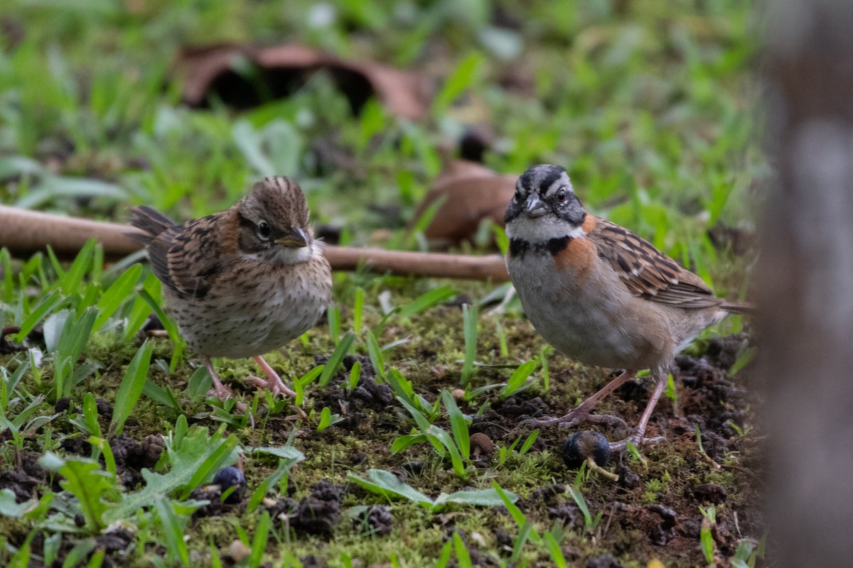 Rufous-collared Sparrow - ML460281901